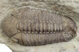 Bargain, Lochovella Trilobite - Black Cat Mountain, Oklahoma #362978-1